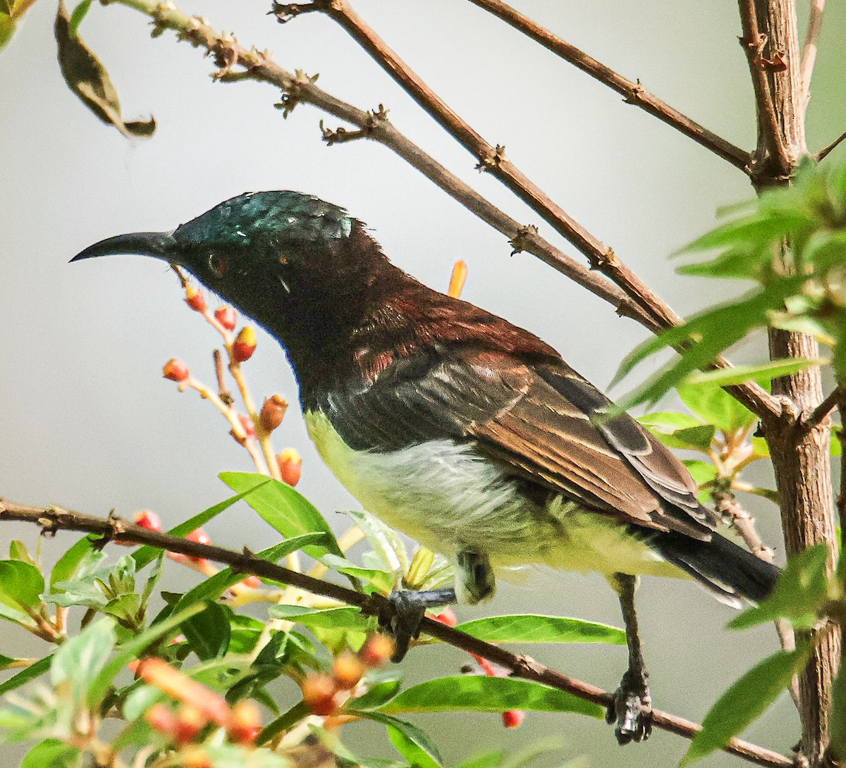 Purple-rumped Sunbird - ML620560869