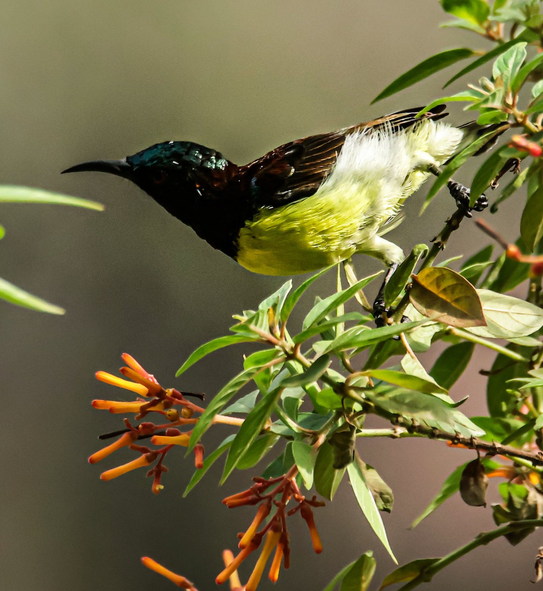 Purple-rumped Sunbird - ML620560870