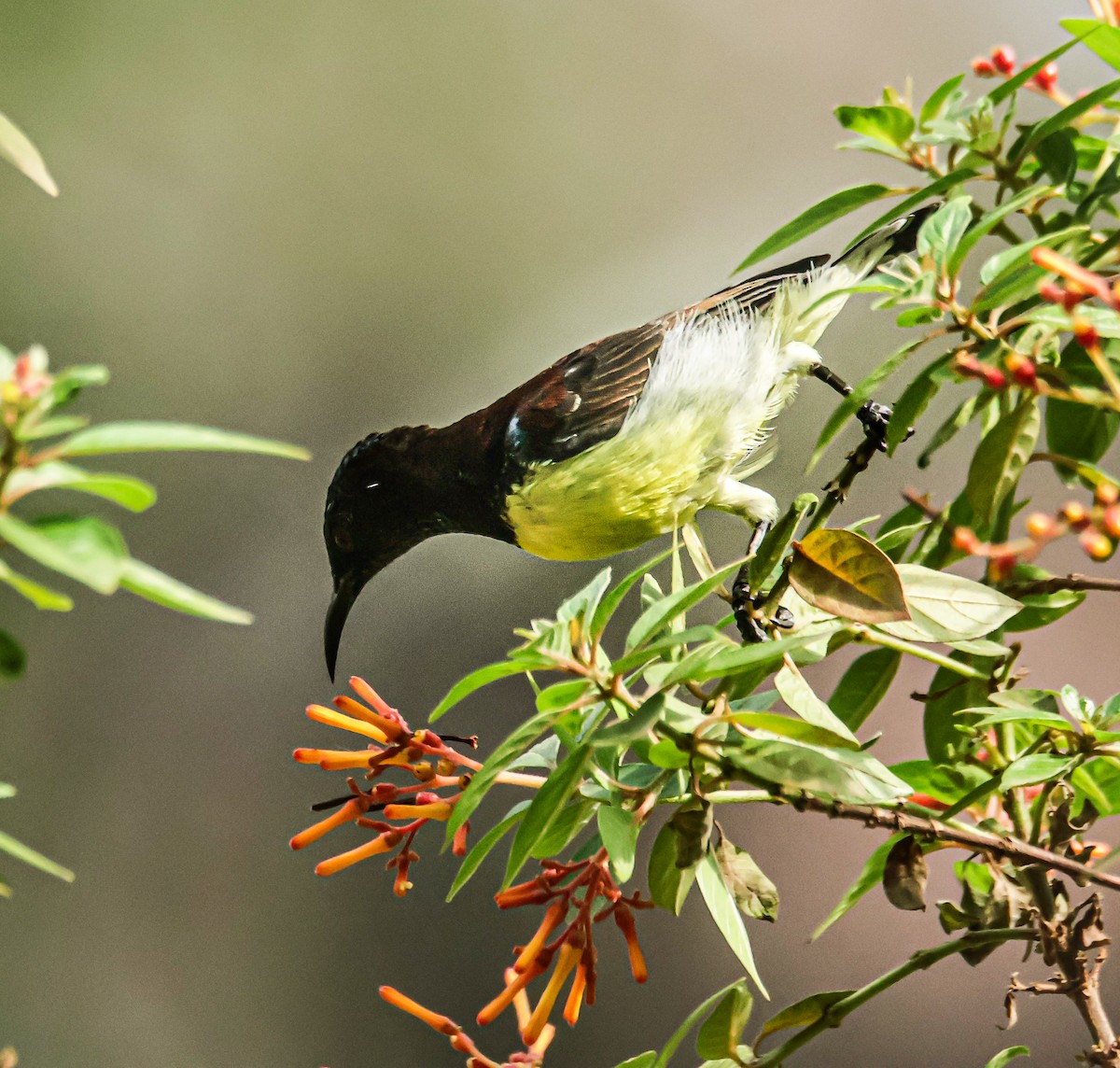 Purple-rumped Sunbird - ML620560871