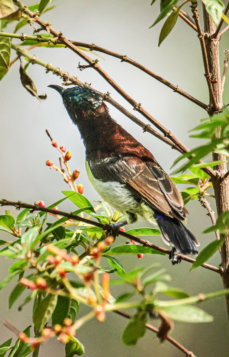 クリセタイヨウチョウ - ML620560872