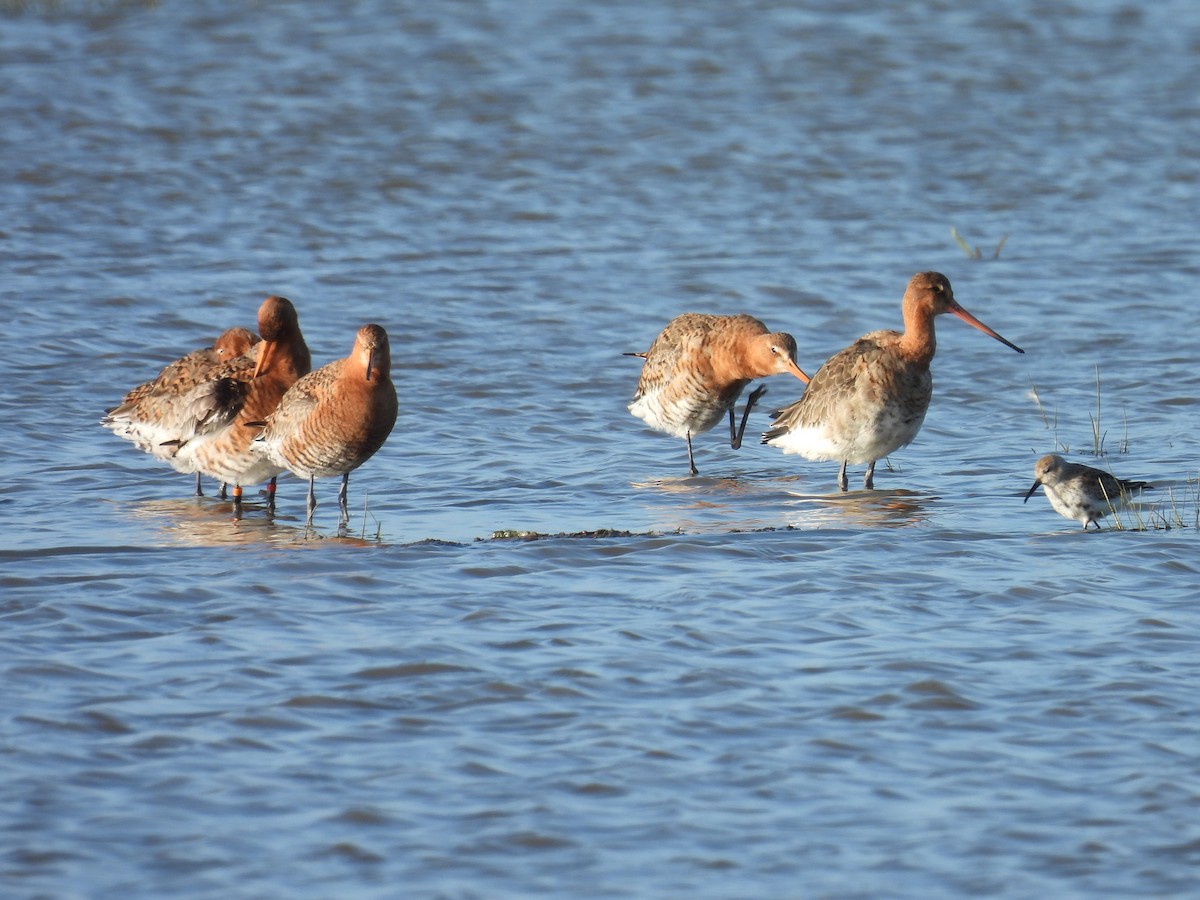 Black-tailed Godwit - ML620560873