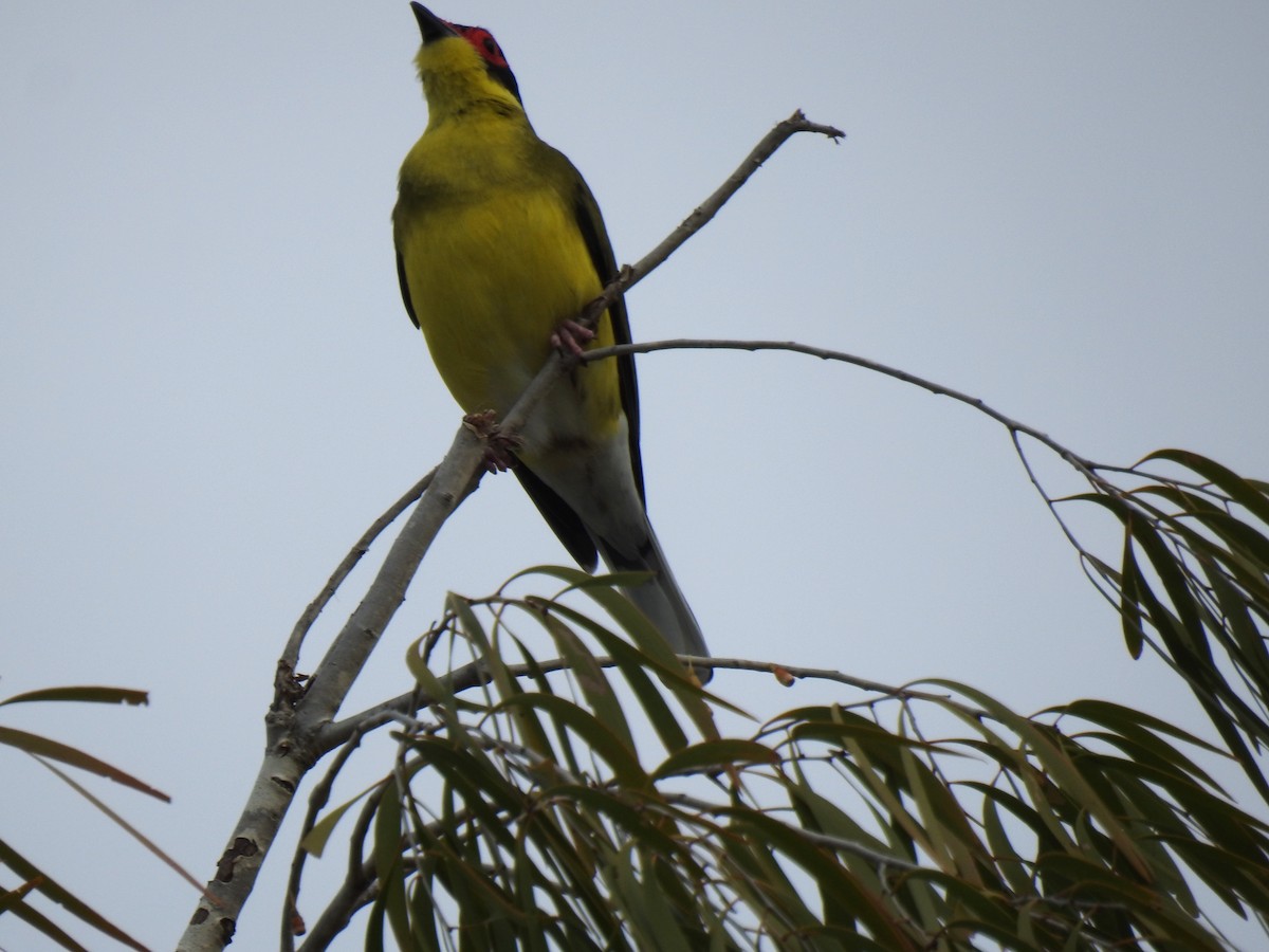 Australasian Figbird - ML620560878