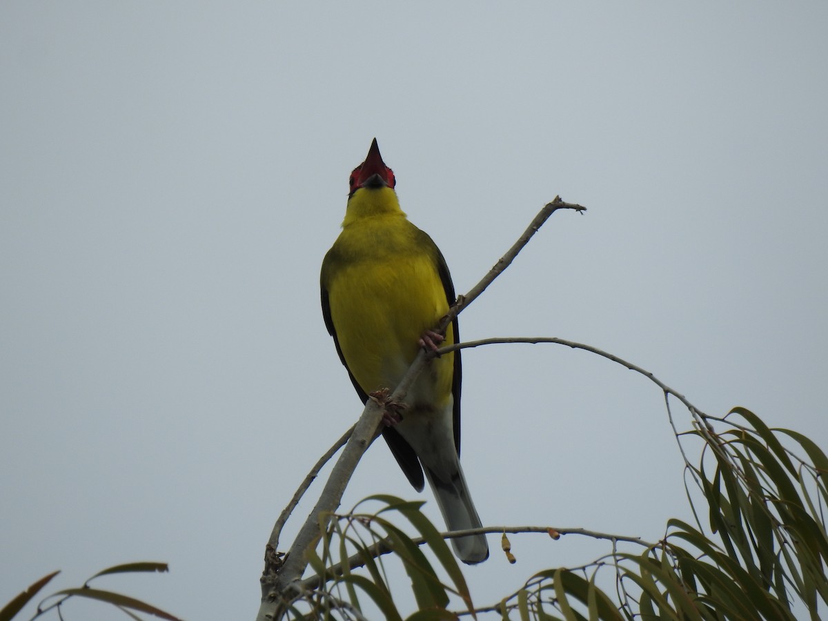 Australasian Figbird - ML620560879