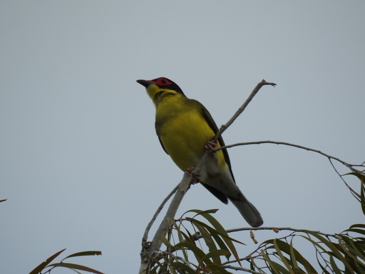 Australasian Figbird - ML620560880