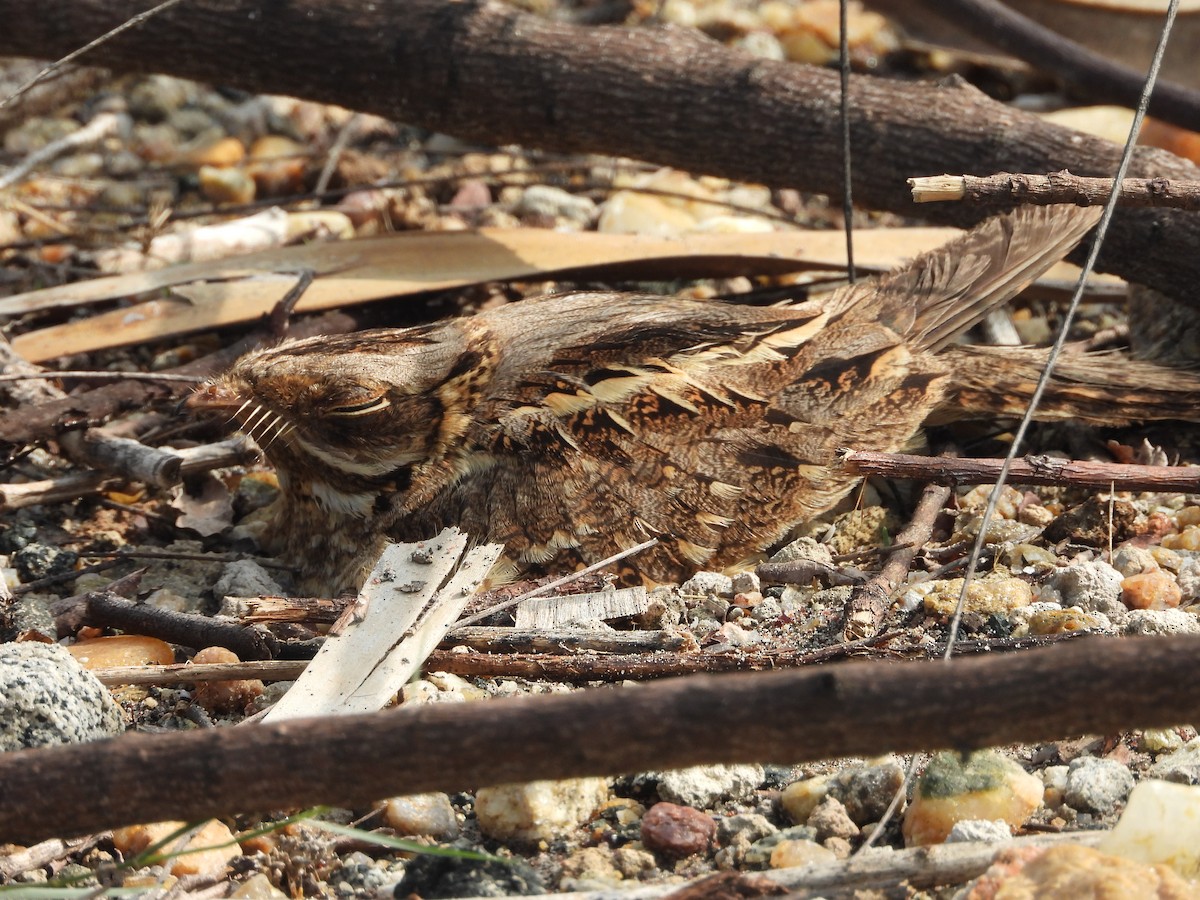 Indian Nightjar - ML620560882