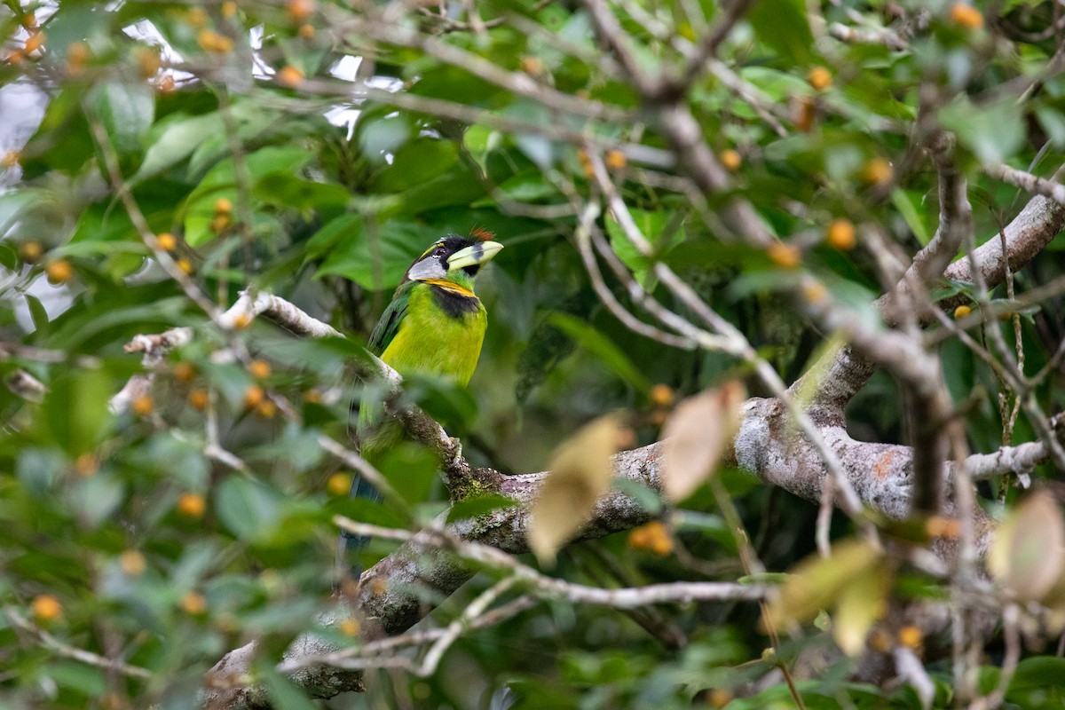 Fire-tufted Barbet - ML620560883