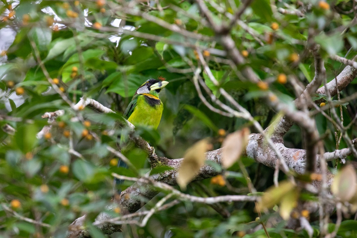 Rotbüschel-Bartvogel - ML620560883