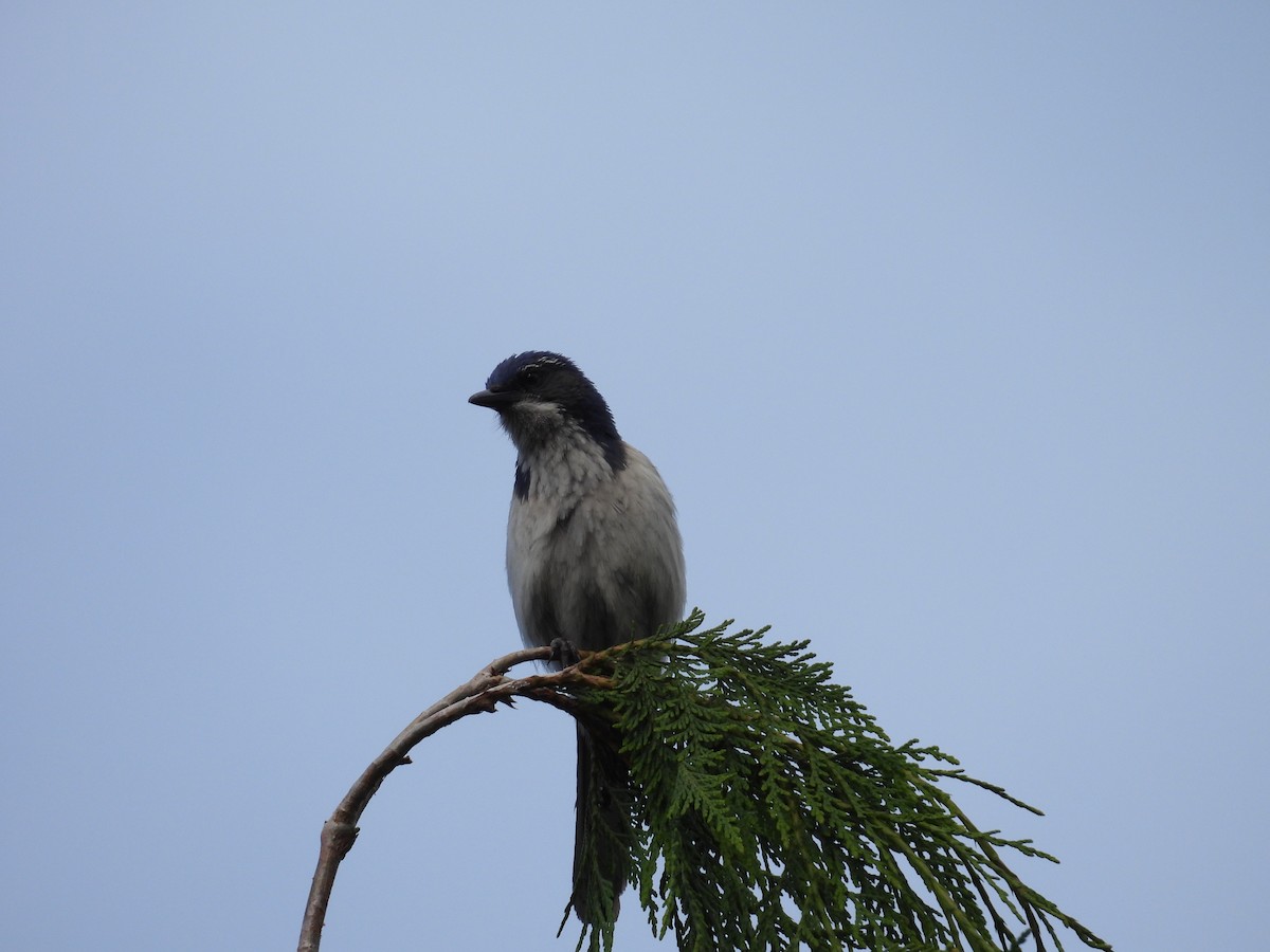 California Scrub-Jay - ML620560884