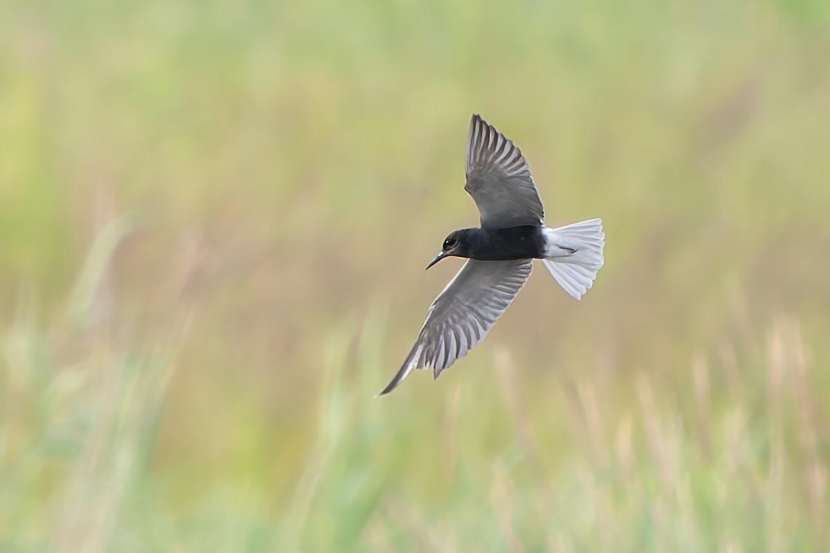 Black Tern - ML620560885