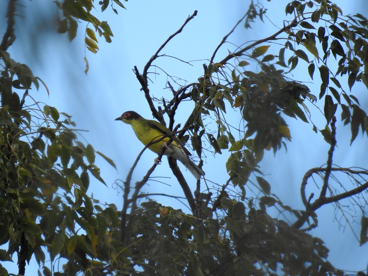 Australasian Figbird - ML620560891