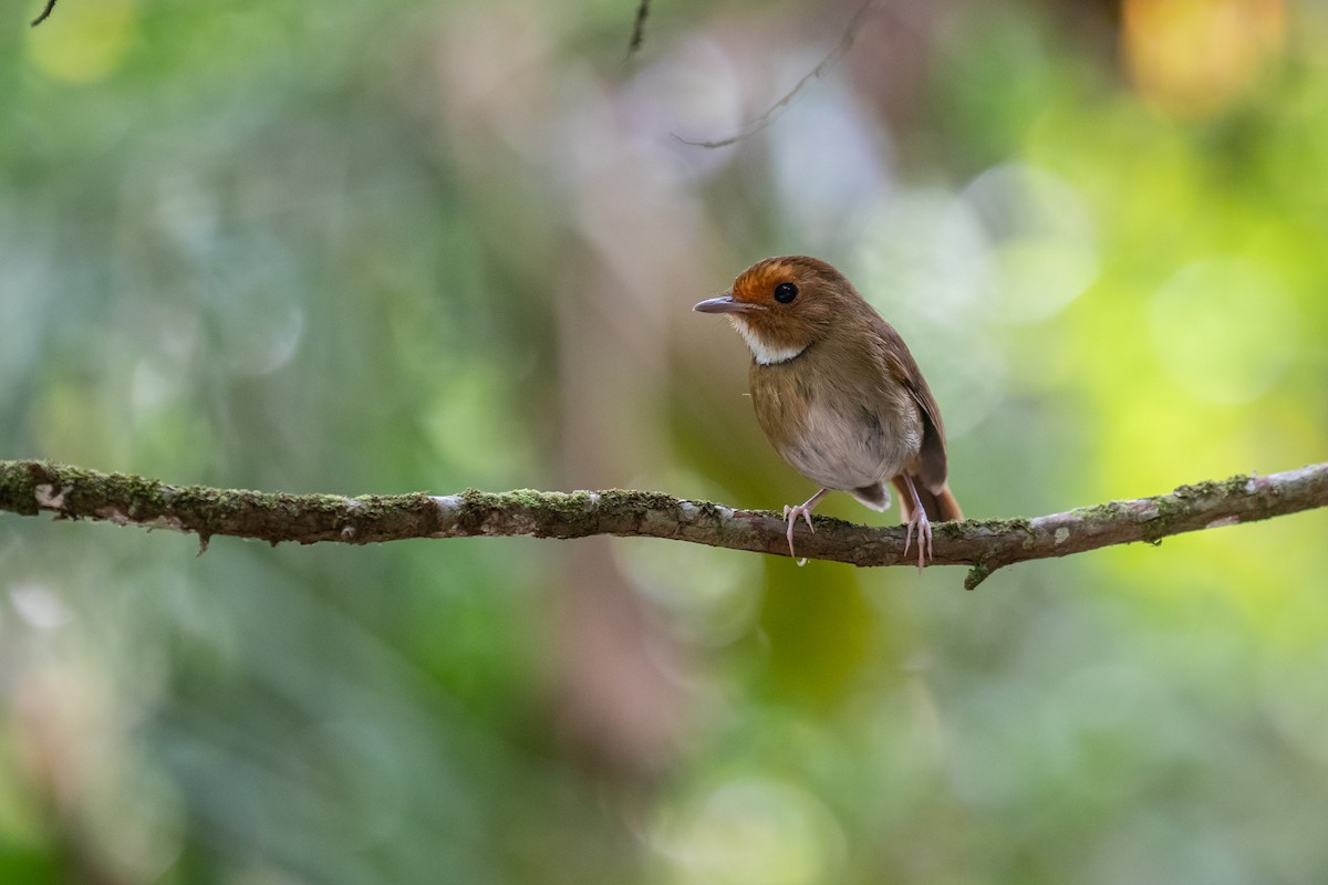 Gobemouche à face rousse - ML620560902