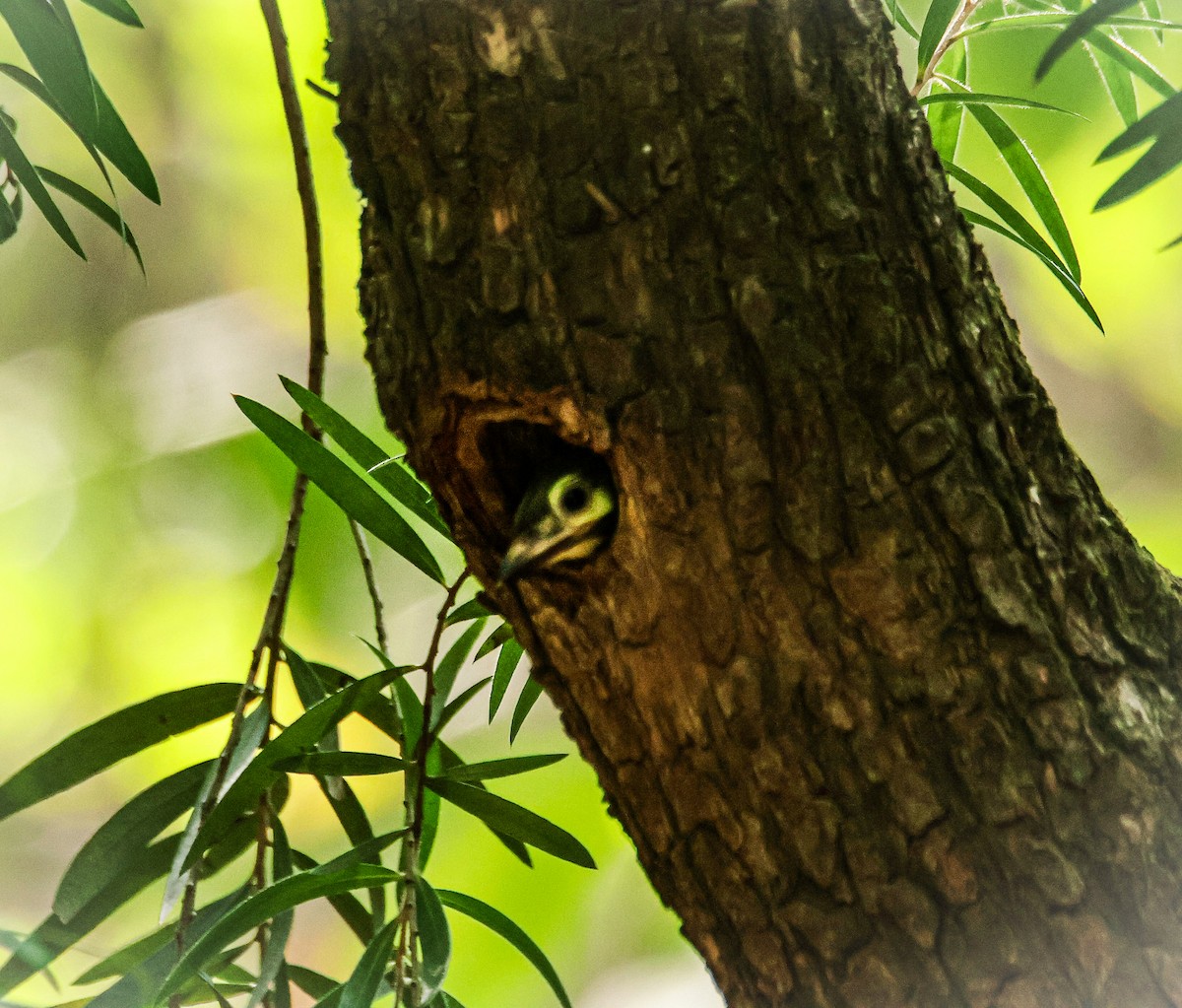 Coppersmith Barbet - ML620560903