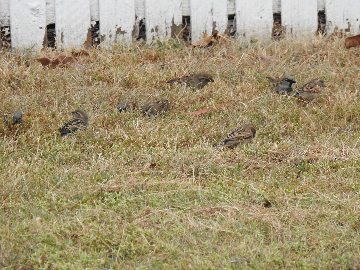 House Sparrow - ML620560904