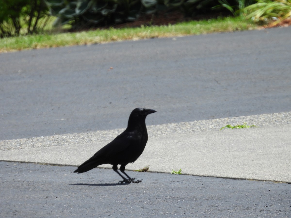 American Crow - ML620560906