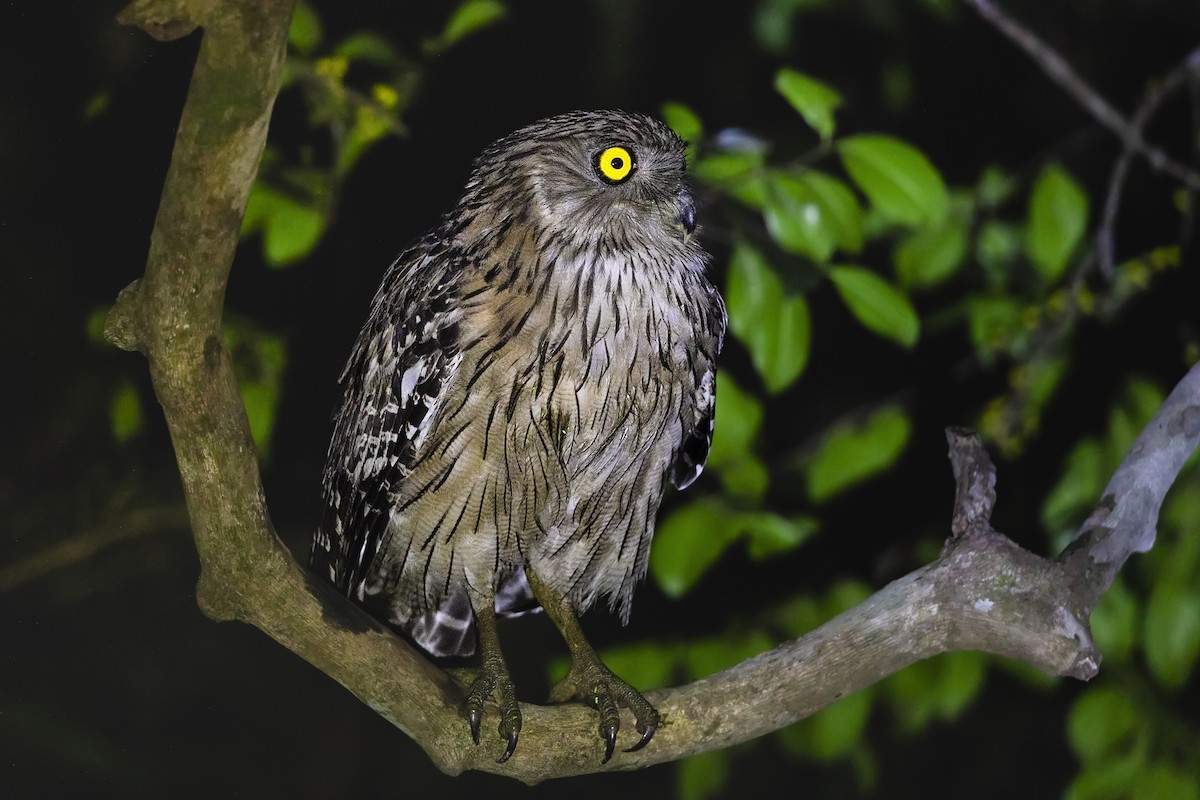 Brown Fish-Owl - ML620560909