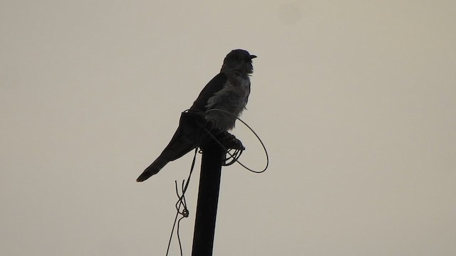 Common Hawk-Cuckoo - ML620560910