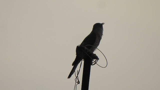 Common Hawk-Cuckoo - ML620560912