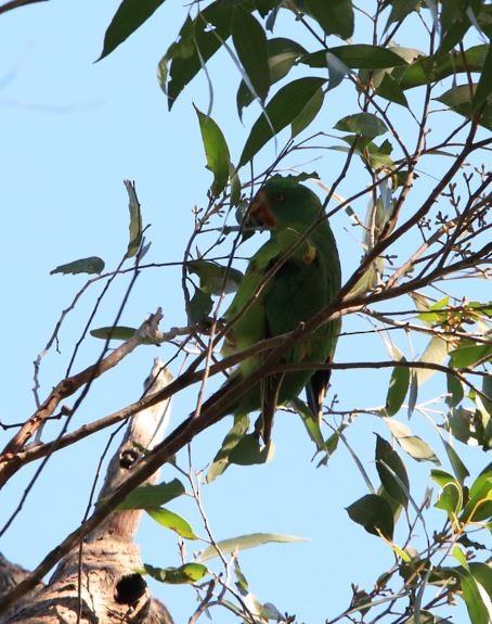 Swift Parrot - Anonymous