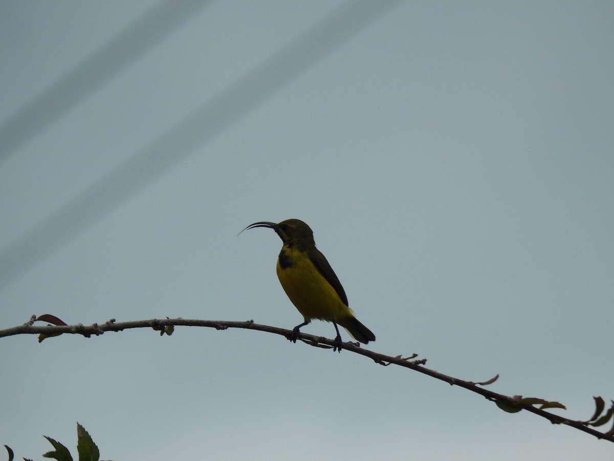 Sahul Sunbird - ML620560917