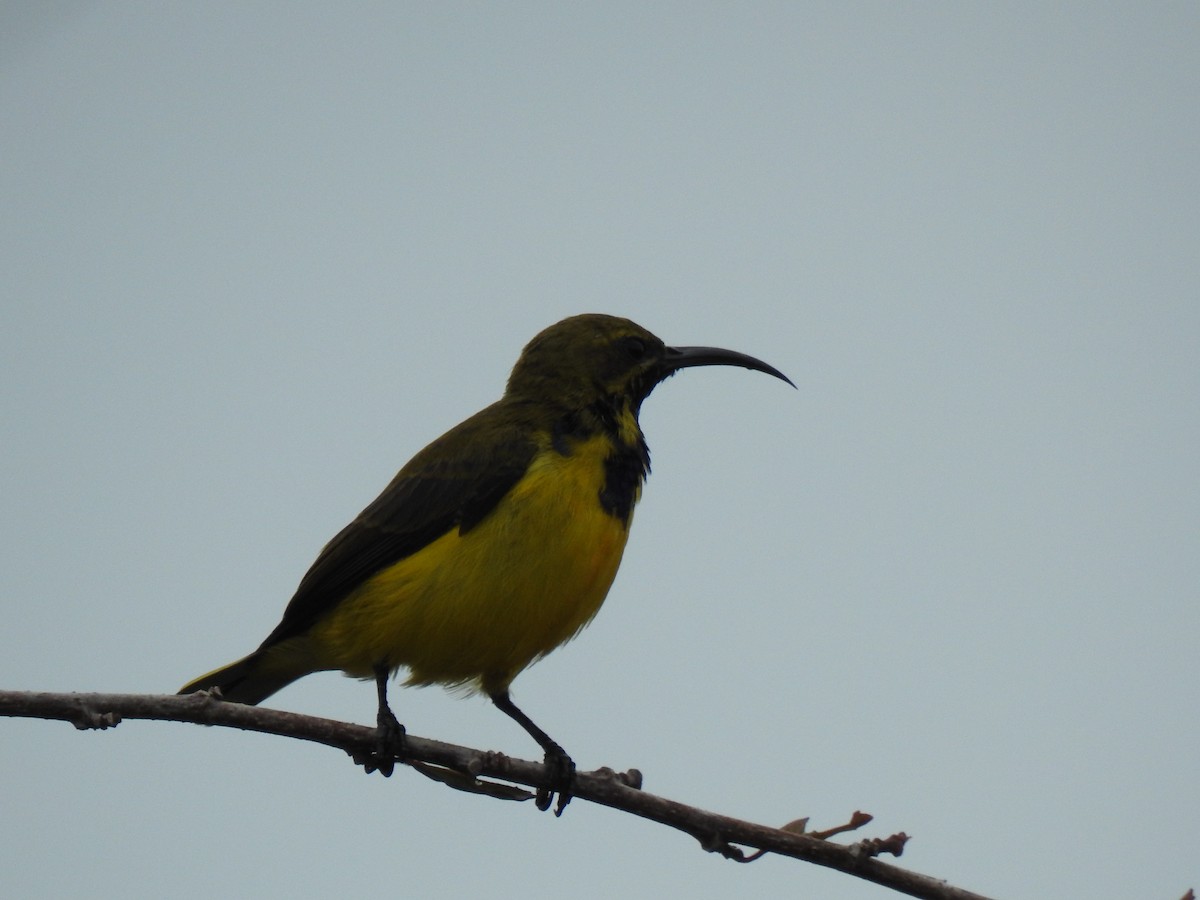 Sahul Sunbird - ML620560918