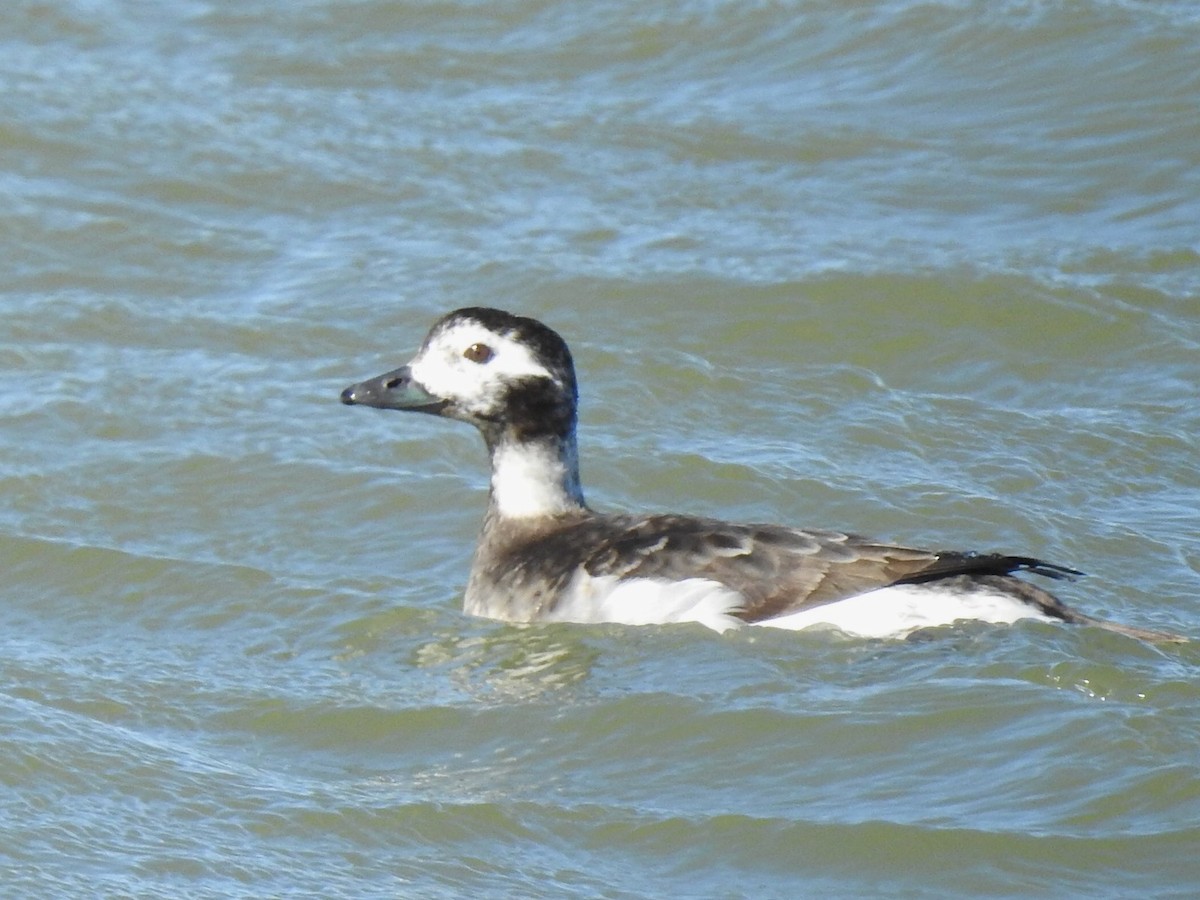 Long-tailed Duck - ML620560919