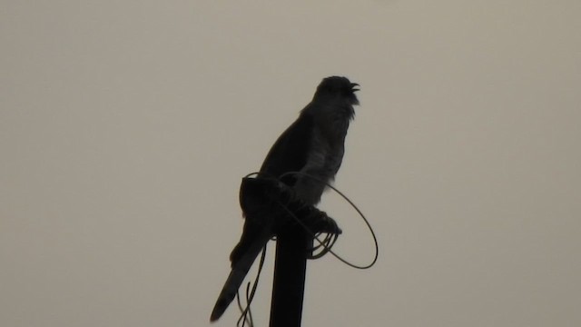 Common Hawk-Cuckoo - ML620560920
