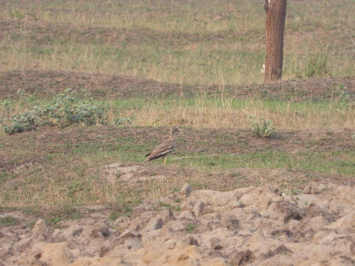 Indian Thick-knee - ML620560924