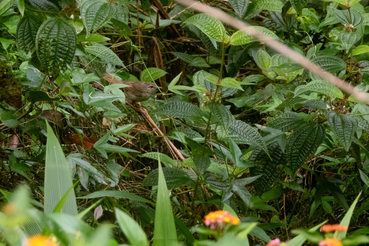 Japanese Bush Warbler - ML620560926