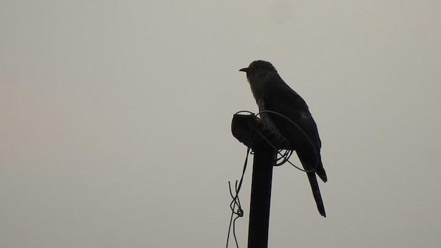 Common Hawk-Cuckoo - ML620560927