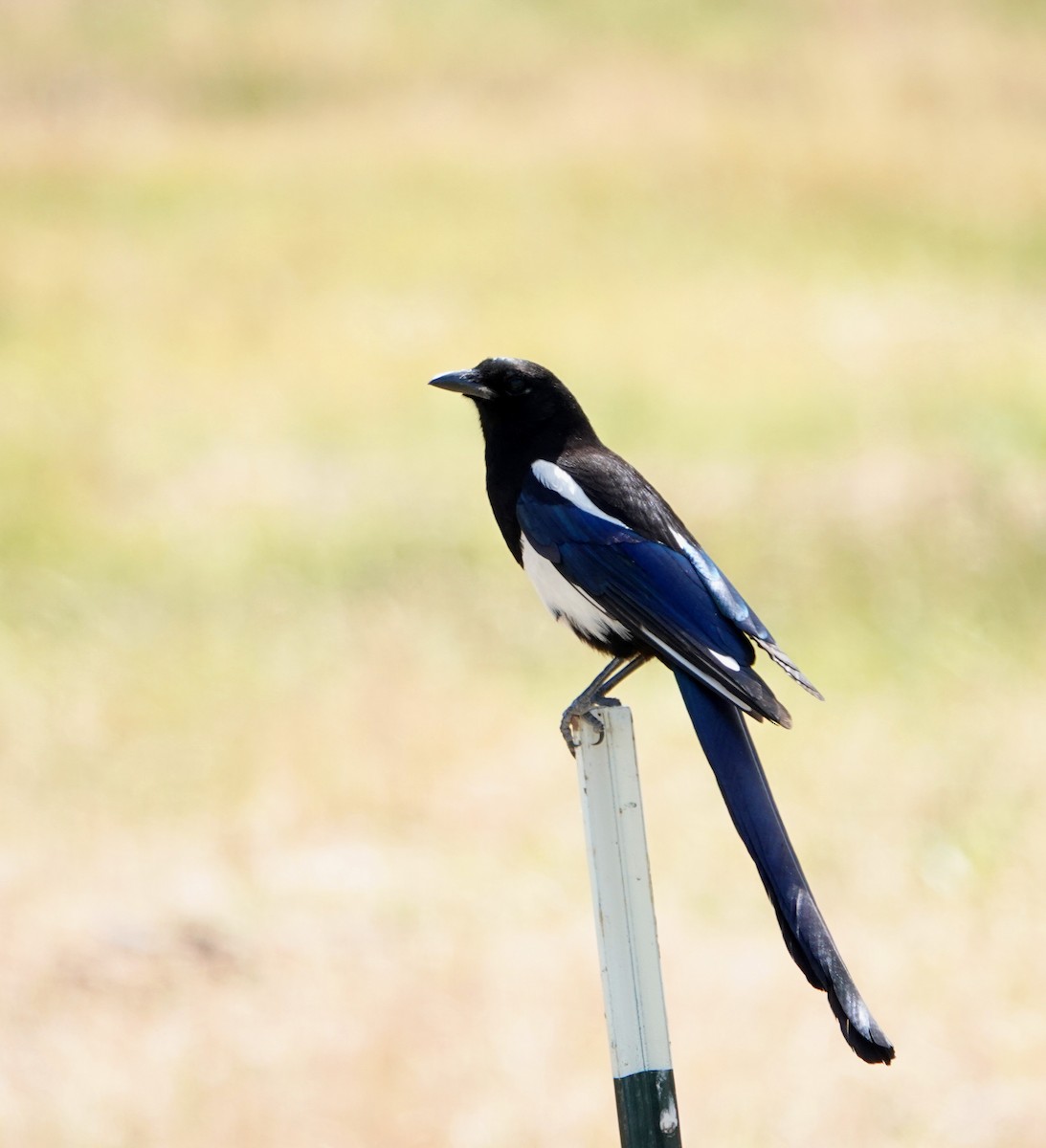 Black-billed Magpie - ML620560931