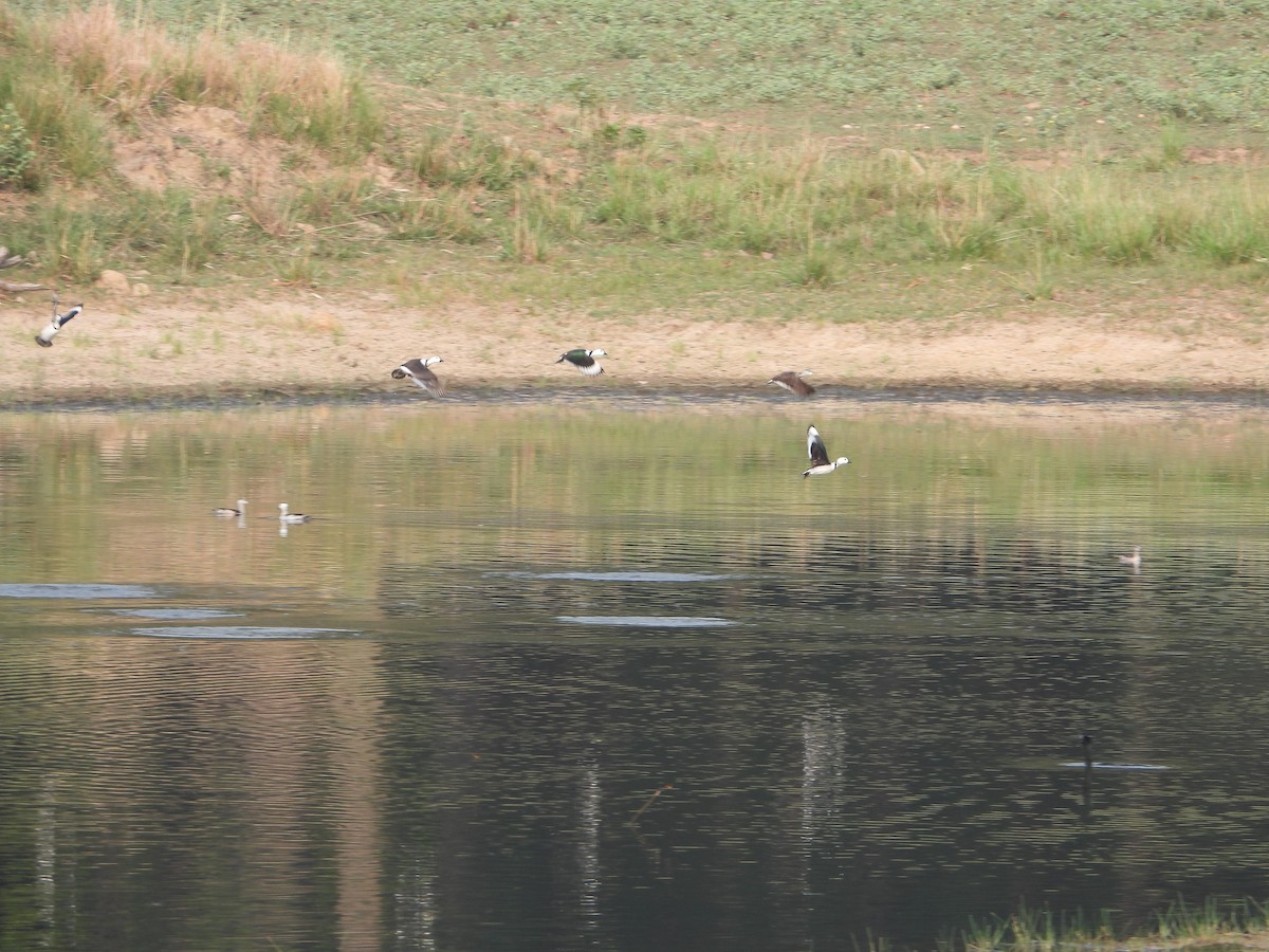 Cotton Pygmy-Goose - ML620560933