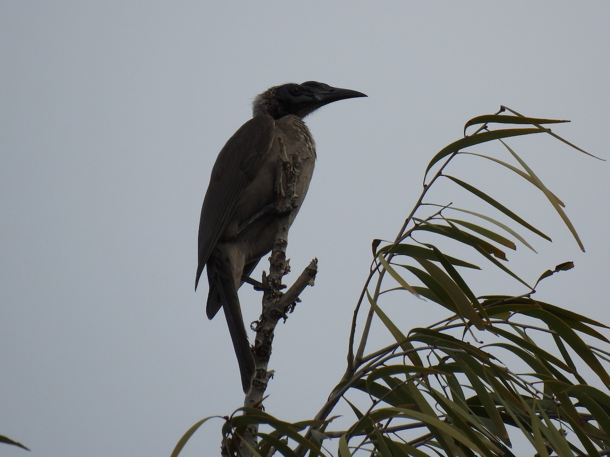 Helmeted Friarbird - ML620560935