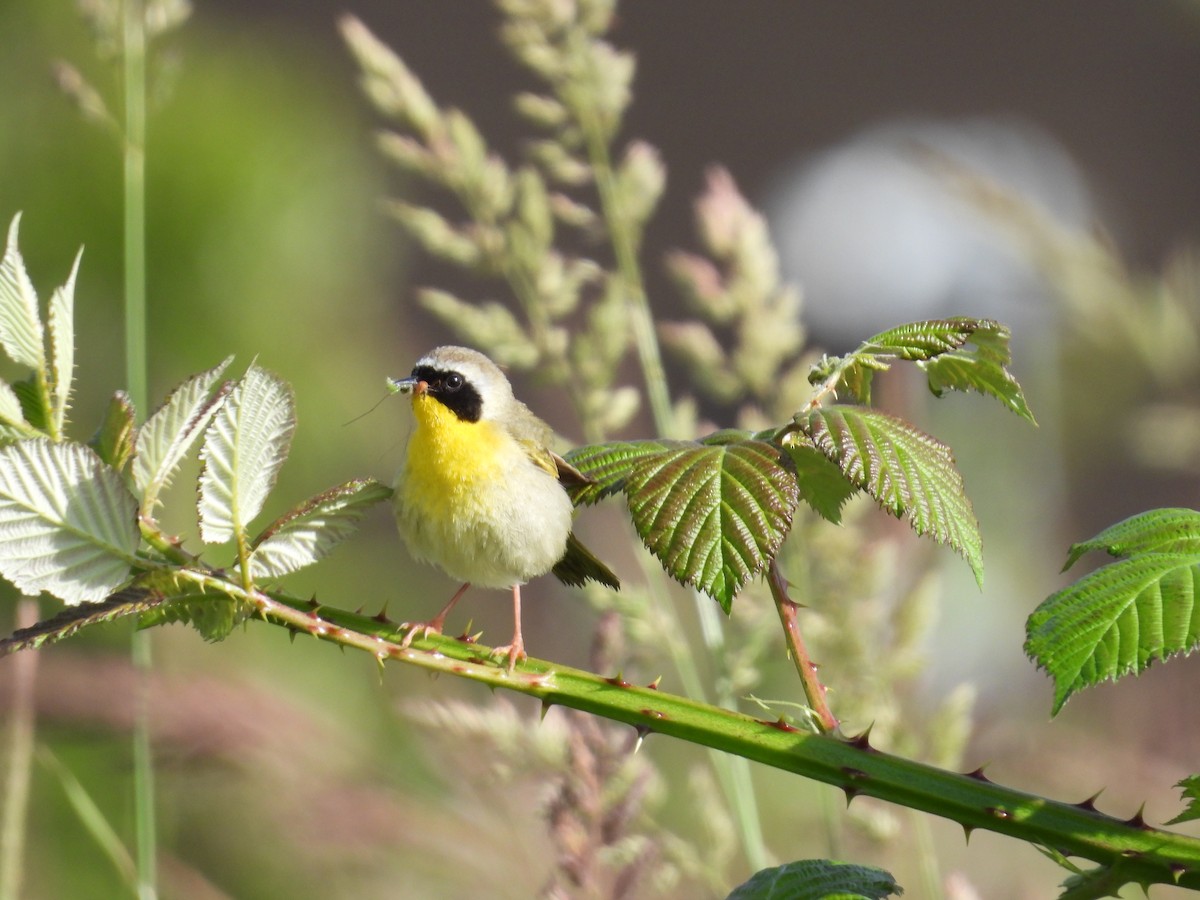 Common Yellowthroat - ML620560940