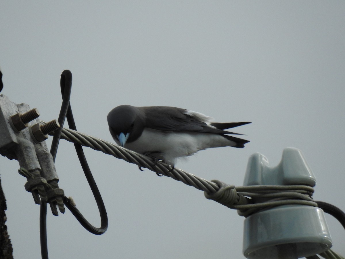 White-breasted Woodswallow - ML620560941