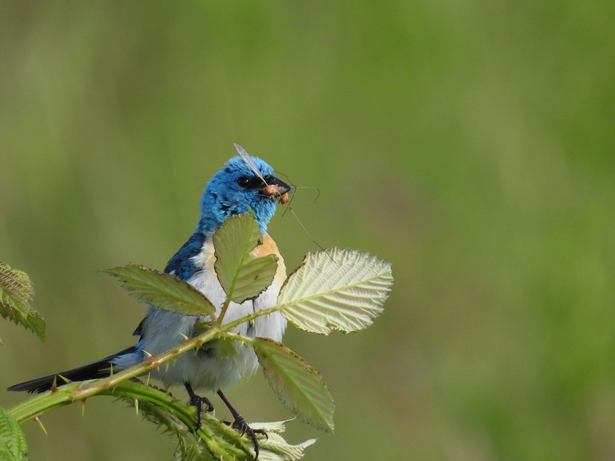 Lazuli Bunting - ML620560943