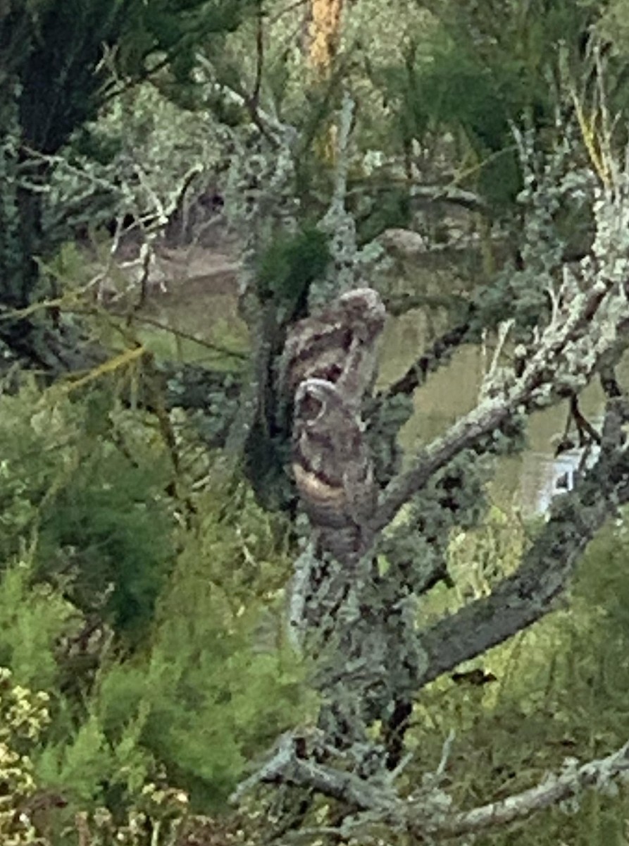 Long-eared Owl - ML620560945