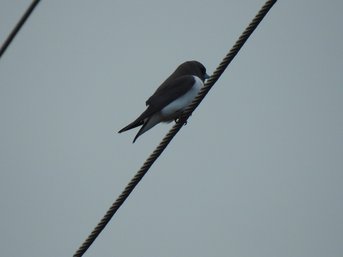 White-breasted Woodswallow - ML620560946