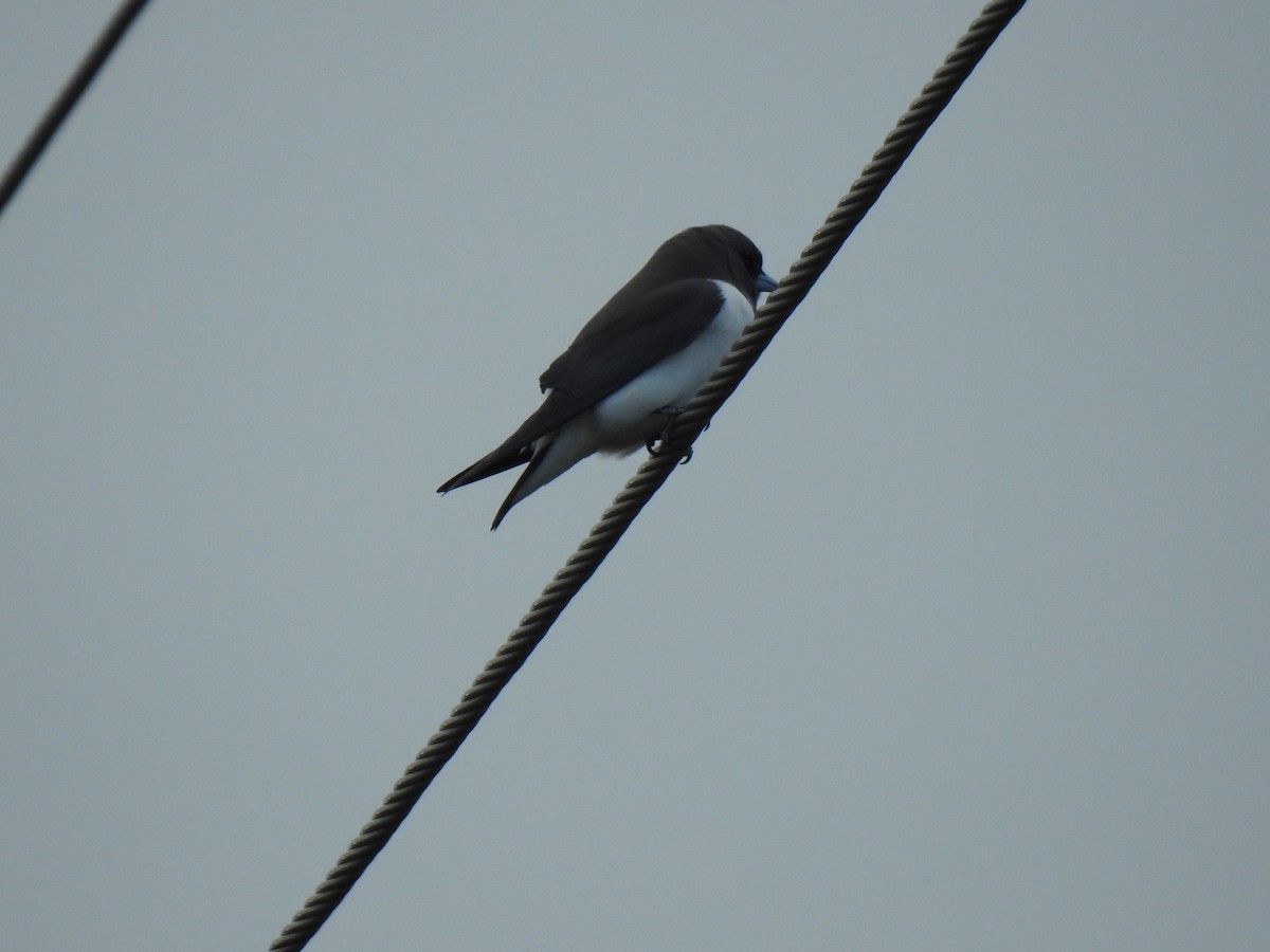 White-breasted Woodswallow - Monica Mesch