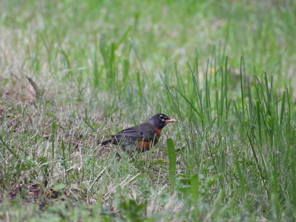 American Robin - ML620560948