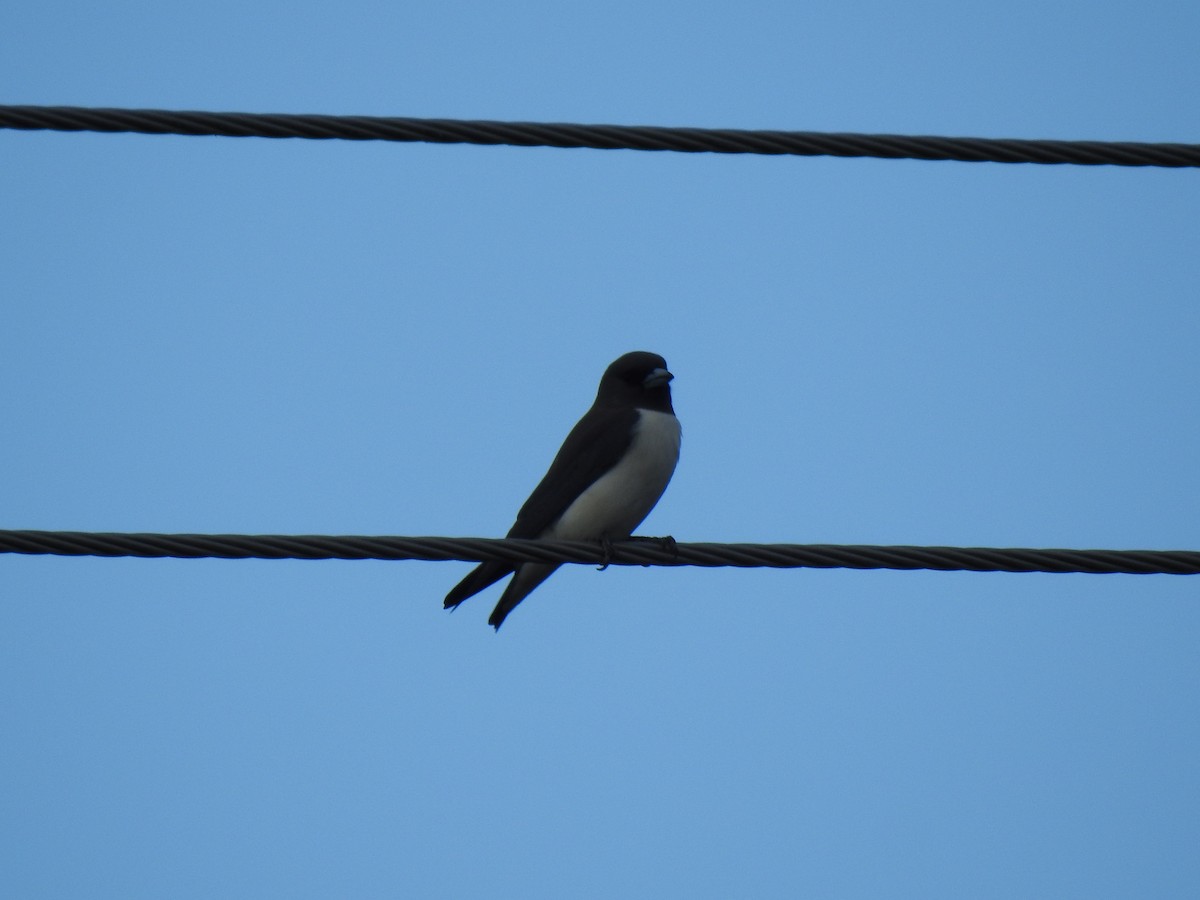 White-breasted Woodswallow - ML620560950