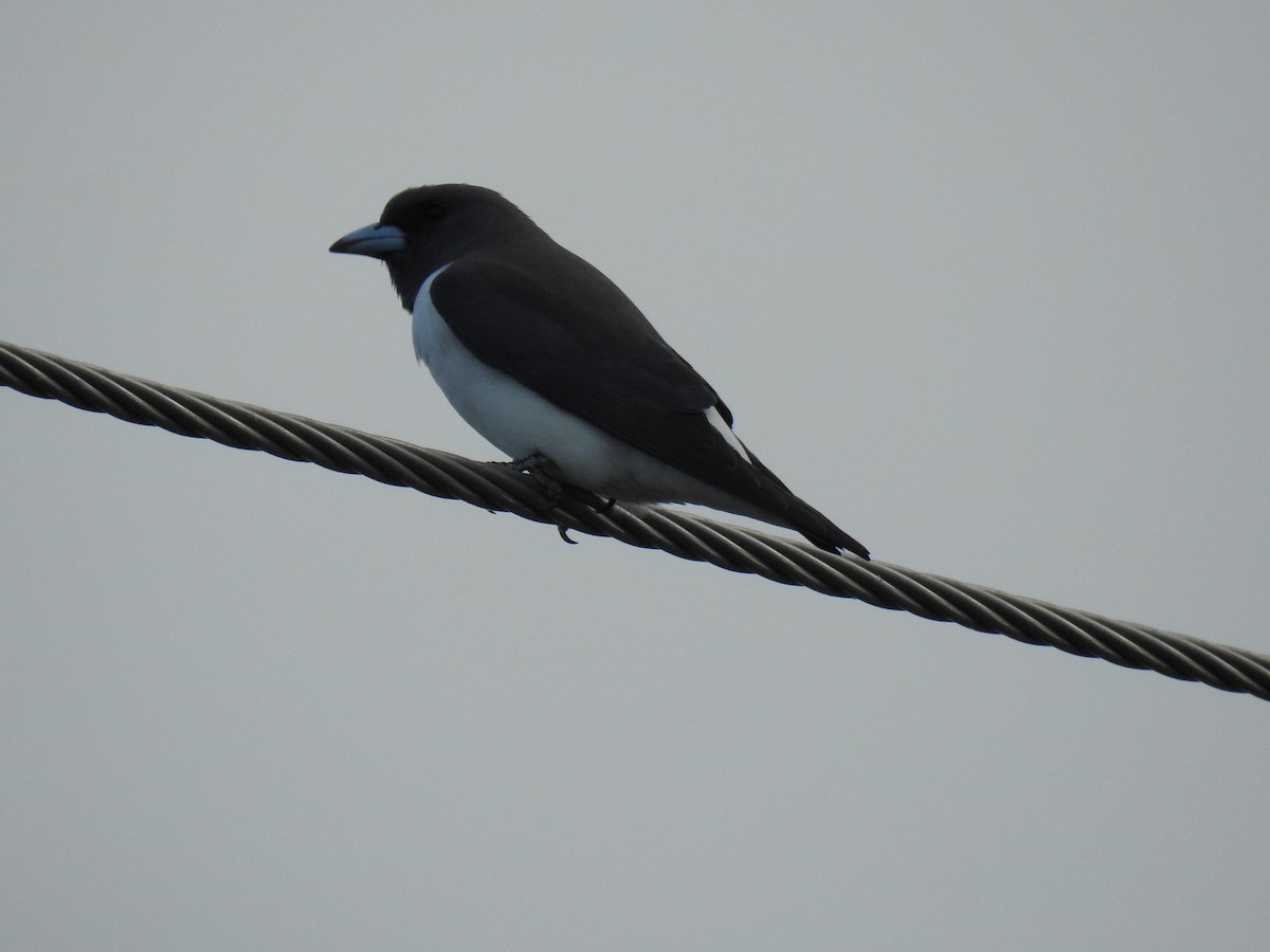 White-breasted Woodswallow - ML620560951