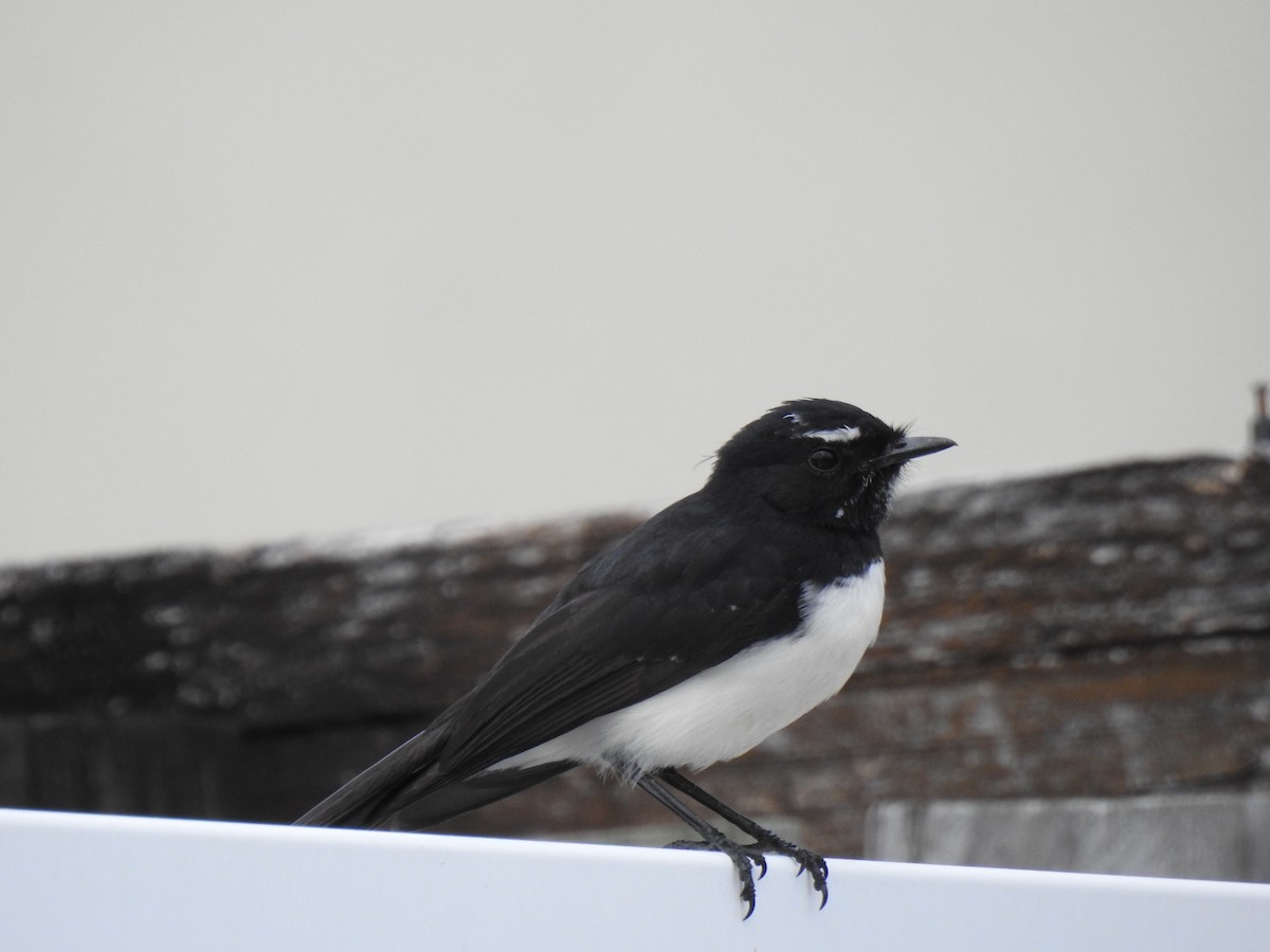Willie-wagtail - ML620560955