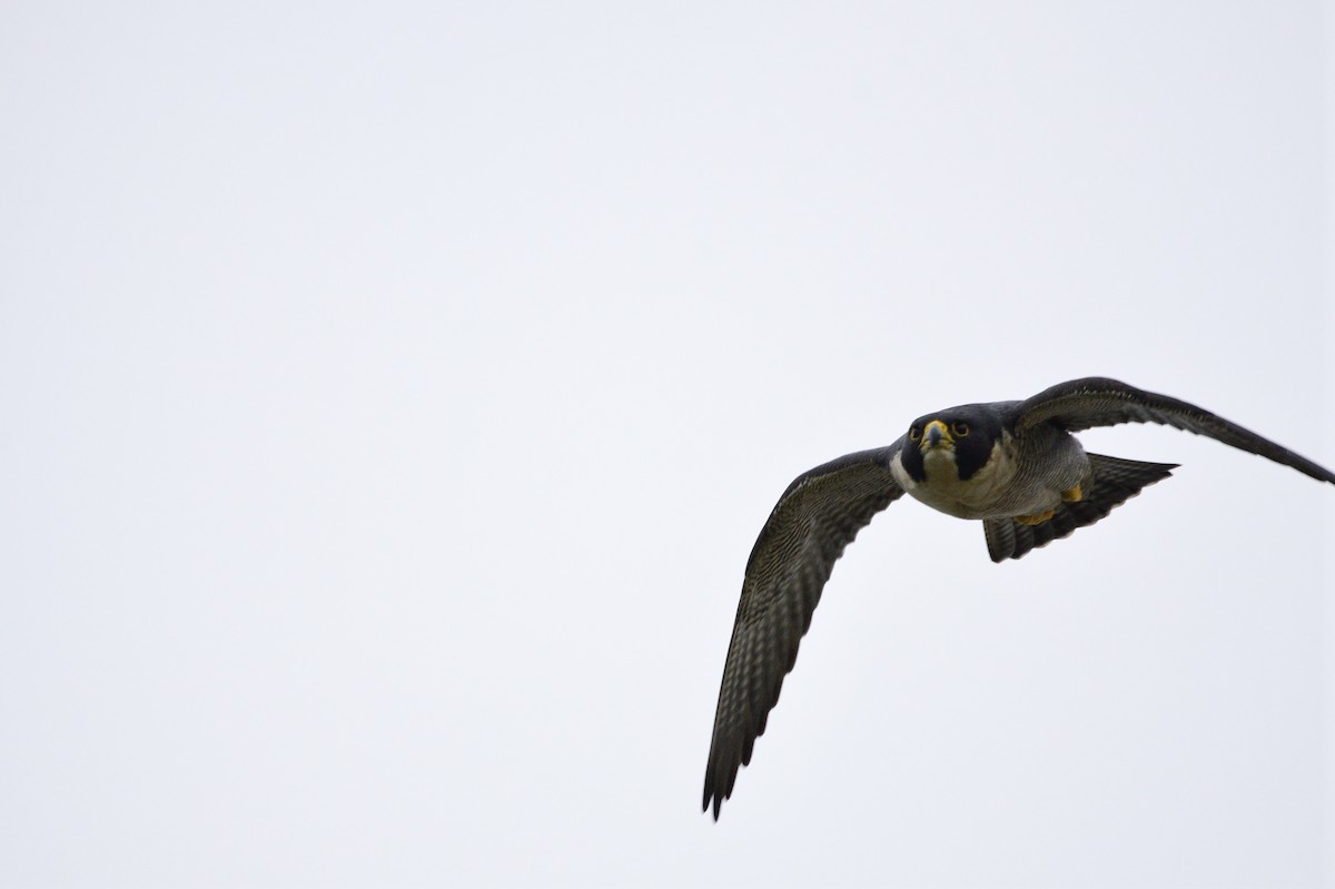 Peregrine Falcon - ML620560962