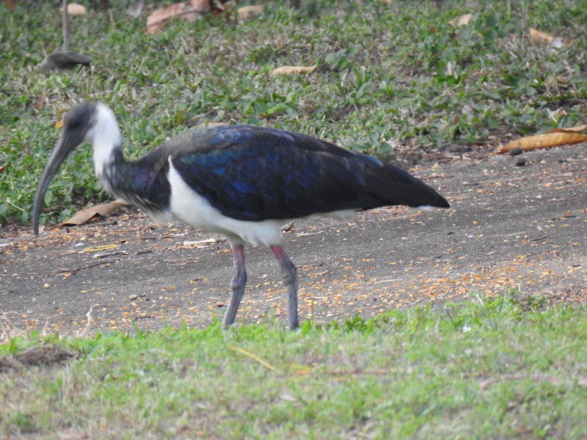 ibis slámokrký - ML620560966