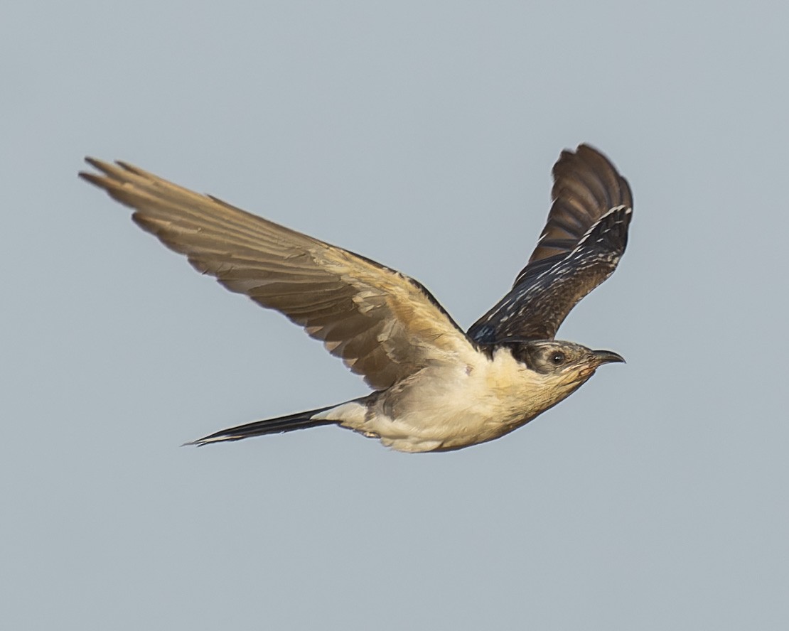 Great Spotted Cuckoo - ML620560967