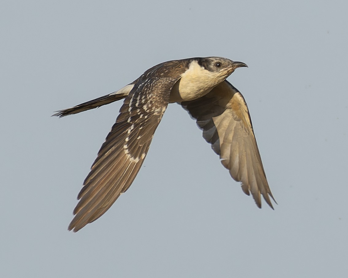 Great Spotted Cuckoo - ML620560968