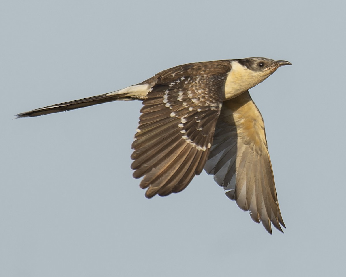 Great Spotted Cuckoo - ML620560969