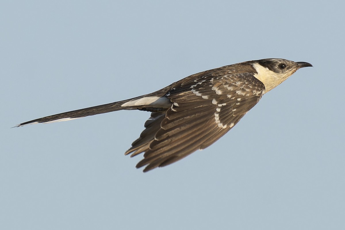 Great Spotted Cuckoo - ML620560970