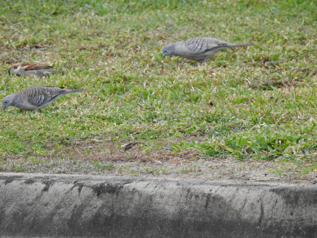 Peaceful Dove - ML620560971