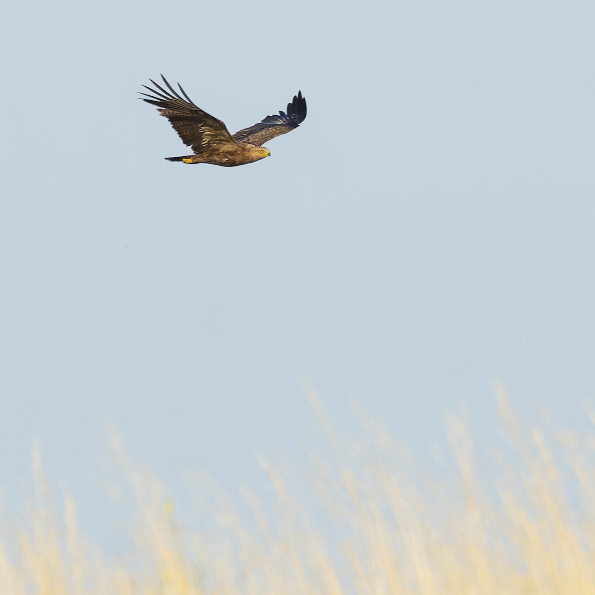 Águila Pomerana - ML620560972